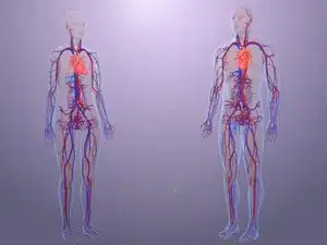 Vascular Equipment