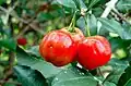 Acerola (Malpighia emarginata)