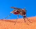 el mosquit (o mosquito)
