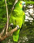 Papagaio-verdadeiro (Amazona aestiva)