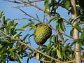 Graviola (Annona muricata)