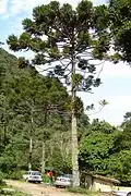 Araucária (Araucaria angustifolia)