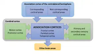 Córtices associativos