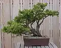 el bonsai