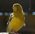 el canari (o canário)