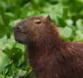 kapibara (capivara)