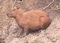 Capivara (Hydrochoerus hydrochaeris)