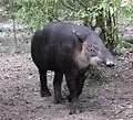 el tapir (a anta, o tapir)