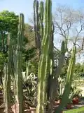 Mandacaru (Cereus jamacaru)