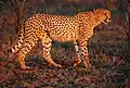 el guepard (guepardo, a chita)