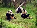 Pandas-gigantes (Ailuropoda melanoleuca)