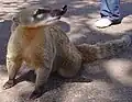 el coatí (o quati, coati)