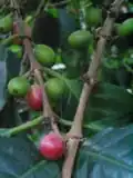 Coffea arabica