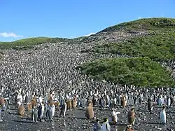 Ilhas Geórgia do Sul