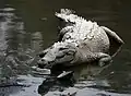 el cocodril (o crocodilo)