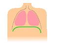 Respiração diafragmática: o diafragma está representado em verde e os pulmões, em rosa