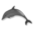 delfin