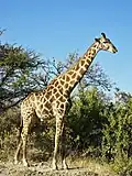 la girafa (a girafa)