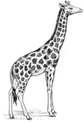 girafă