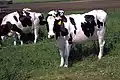 la vaca (a vaca)