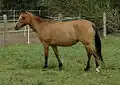 El caballo es un animal grande.