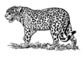 jaguar
