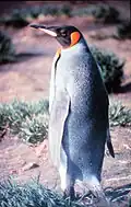 el pingüino