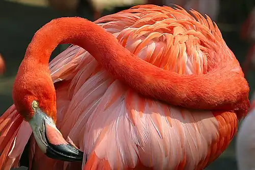 el flamenc (o flamingo, flamengo)