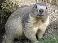 la marmota