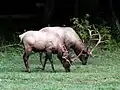 Uapiti (Cervus canadensis), uma espécie de veado encontrada na América do Norte
