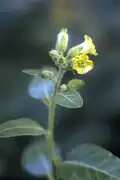 Nicotiana rustica, uma outra variedade de tabaco