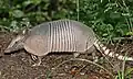 l'armadillo (o tatu)