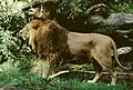 Leão-asiático (Panthera leo persica)