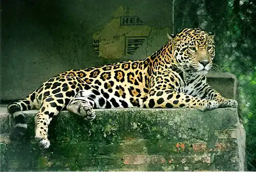 Onça-pintada (Panthera onca)