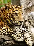 el lleopard, la pantera (o leopardo, a pantera)