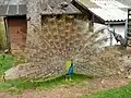 Pavão (Pavo cristatus)