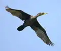 Biguá (Phalacrocorax brasilianus)
