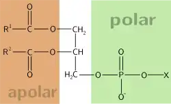 Estrutura geral de um fosfolípido, um tipo de lípido estrutural.