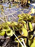 A planta aquática orelha-de-onça (Salvinia auriculata) à beira da Rodovia Transpantaneira
