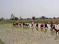 Colheita de arroz por mulheres no Nepal