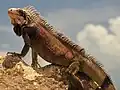la iguana (a iguana)