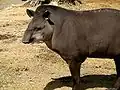 Anta (Tapirus terrestris)