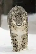 el leopardo de las nieves