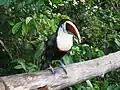 Tucano-de-peito-branco (Ramphastos tucanus)