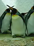 el pingüí (o pinguim)