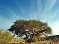 Uma acácia no Deserto do Neguev