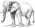 elefant