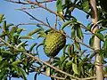 Graviola (Annona muricata)