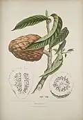 Fruta-de-conde (Annona reticulata)