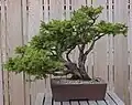 el bonsai